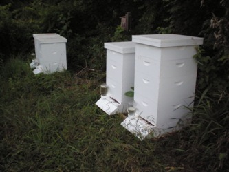 Bee Hives