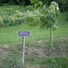 Tree of Hope
